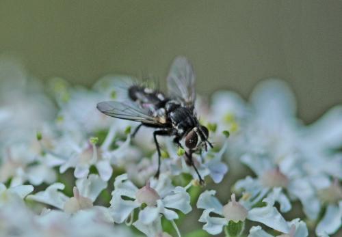Exorista sp.